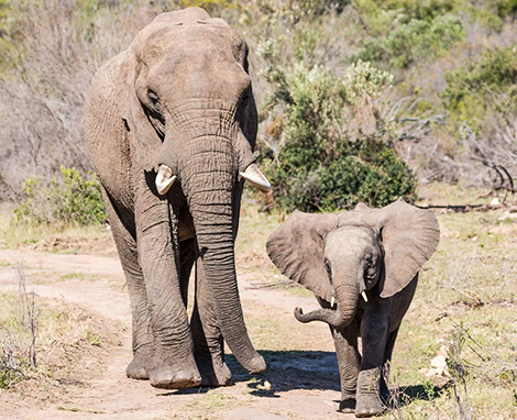 reizen safari tour elephants